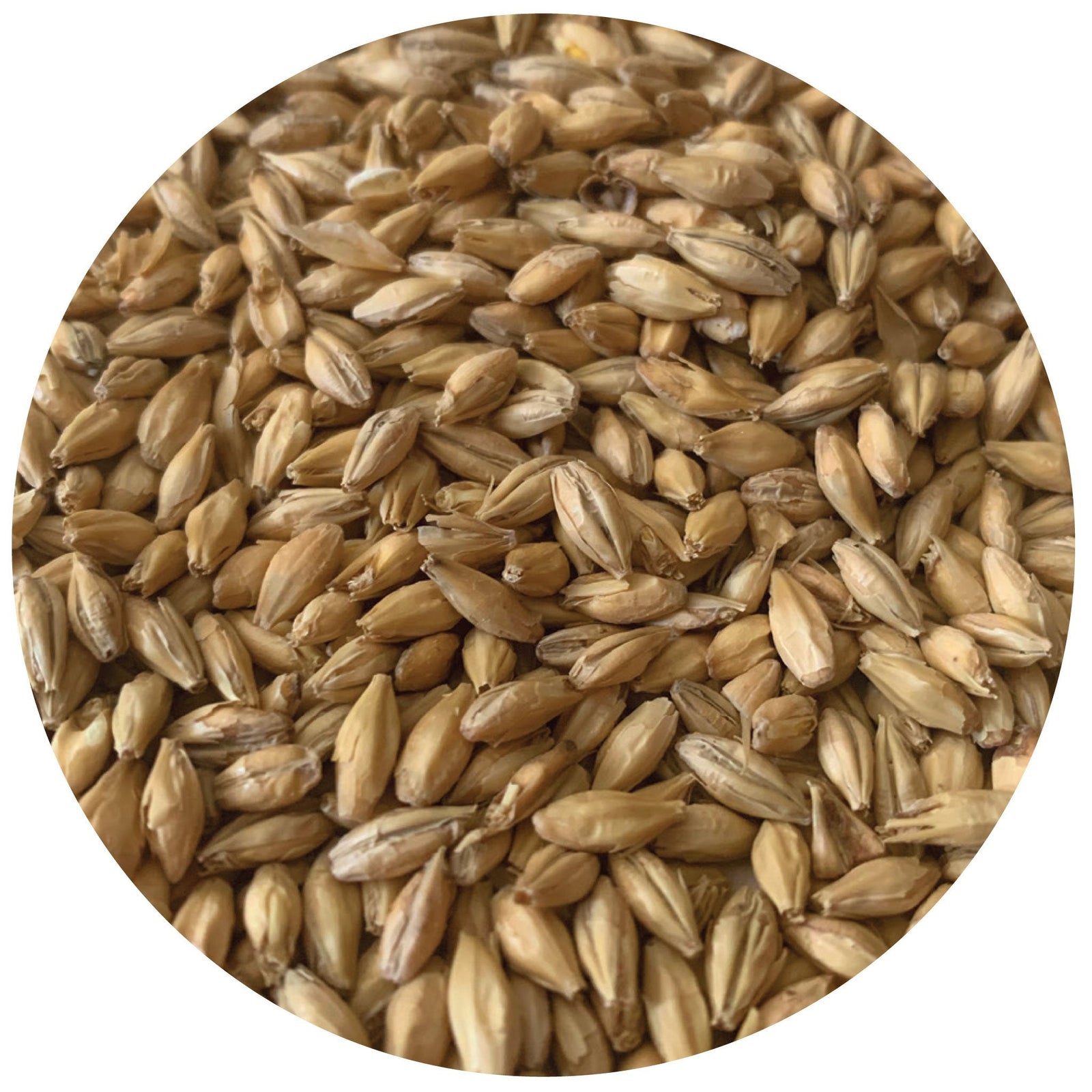 Rahr To Thee Pils Malt 55lb Sack | Ultra Pale Pilsner Base Malt
