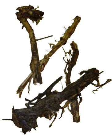 Crystal Hop Rhizomes - Sold Out 2024