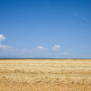 Root Shoot Malting Field
